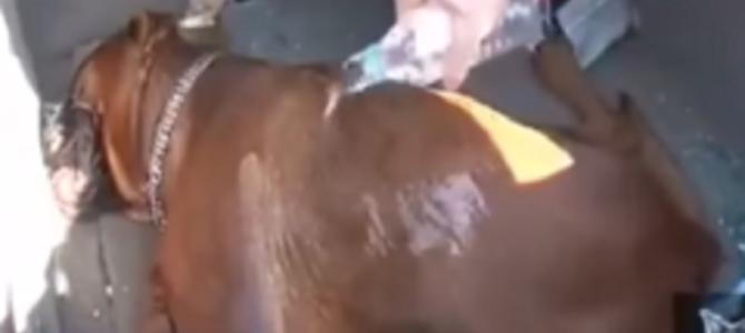 夏の車内にペットを放置しないで！このような悲惨なことが二度と起こってはならない。