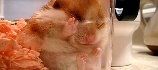 眠ってるハムスターの映像集がかわい過ぎる！