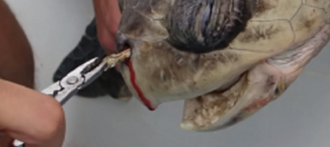 海にゴミを捨ててはいけない。。長年ストローが鼻に刺さっていたウミガメが学生たちに救出される！！