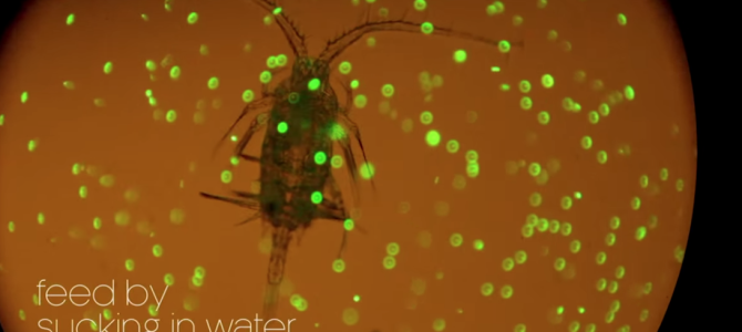 私たちが海に捨てたプラスチックは、こうやって私ちの体に返ってくる