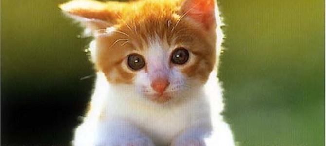 車の上から屋根へ猫が大ジャンプした結果！？