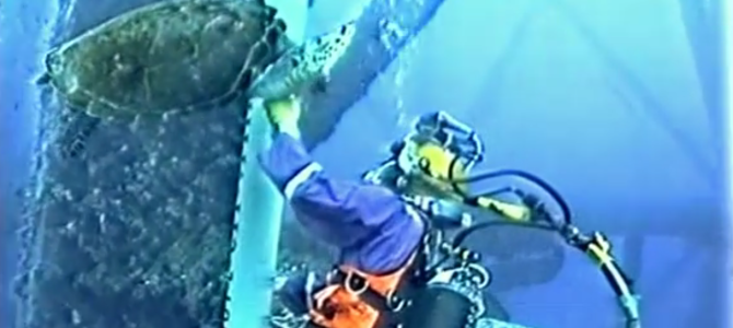 ペットなの？と思ってしまうほど人懐こい野生のウミガメに癒される！