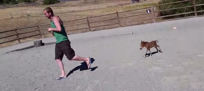 超小さい！生後3日のミニチュアホースの赤ちゃんと追いかけっこ！