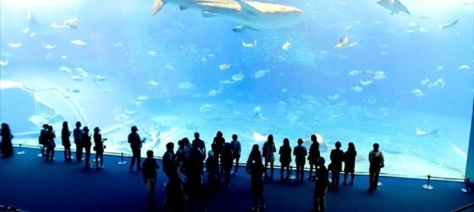沖縄に行ったら訪れたい！世界で2番目に大きな水槽「黒潮の海」の迫力がスゴい！！