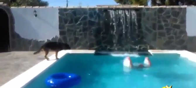 これが「犬は人類の最高の友達」といわれる理由！溺れている人を身を挺して助ける犬！