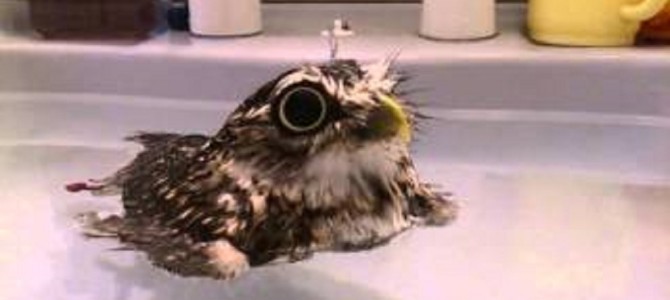 小さなフクロウが気持ち良さそうにプカプカ浮かぶ姿に、世界中がメロメロ♪