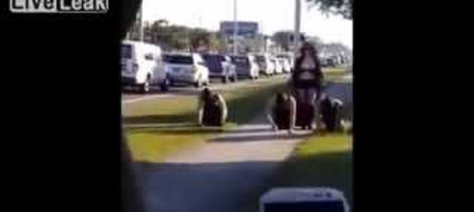 変態プレイ！？白昼堂々「奴隷男」を散歩させる女性が目撃される！