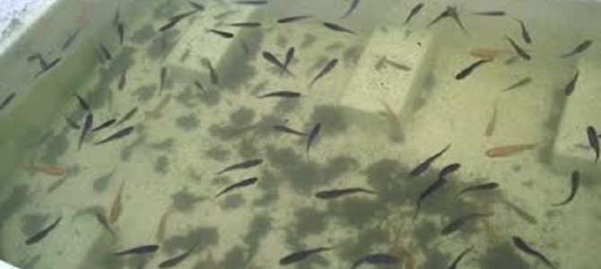 大量のぼうふらの中にメダカを入れた結果！