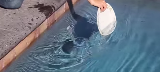 プールの水をお皿で「ちょい」とかき回すと、信じられない事が起きる実験映像！