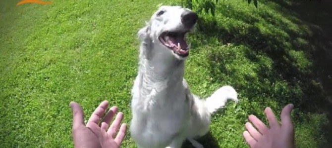 犬におやつが消えちゃうマジックを見せたら？？