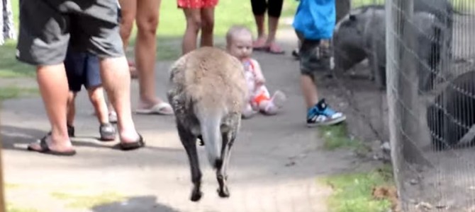 猛進するカンガルーの先には赤ちゃんが！「危ない」と思ったその時、カンガルーの取った予想外の行動！！