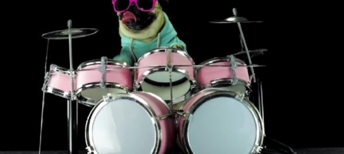 パグ犬がメタリカの名曲をぶっ叩く！