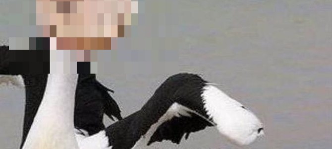 ペリカンを正面で見たら、恐怖画像