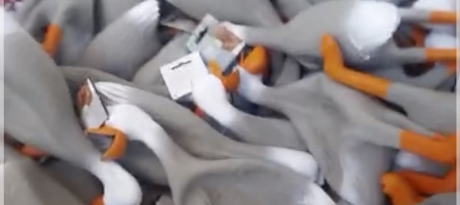 キューキュー鳴く鳥のおもちゃを一気に鳴かせた結果、予想以上でびっくり！まるでスタジアムの歓声みたい！