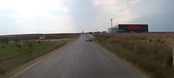 「危ないよっ！」車に轢かれそうになった犬を引っ張って助ける犬！