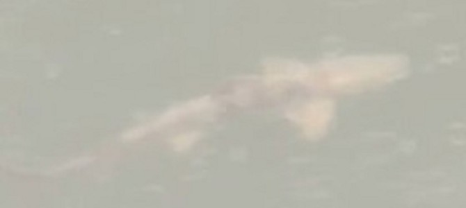 不思議な光景。。城のお堀を泳ぐサメを観光客が発見！！