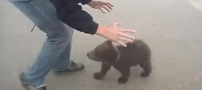 ママと間違ってる？！史上最も可愛い子グマの攻撃！