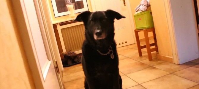 天才犬！「だるまさんが転んだ！」ができるワンコ