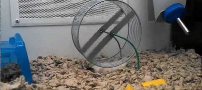 ハムスターが新しい遊び方を発見したww