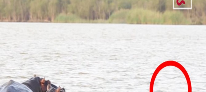 カバをサメが来襲！熾烈な自然界の偶然の出会い