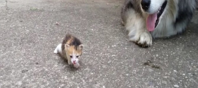 赤ちゃん猫に恐る恐る接する犬♡