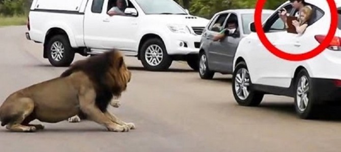 野生のライオンの前で車の窓を開けてはいけない理由