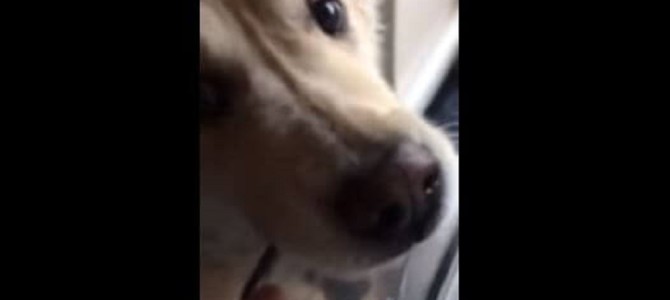 １人でアイスを買いにいくゴールデンが賢すぎる