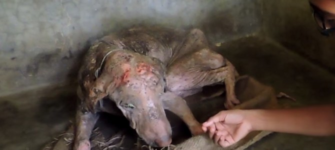 路上で病気の犬を保護！2カ月に及ぶ献身的なケアで見違える姿に！