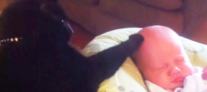 泣いている赤ちゃんを肉球で寝かしつける猫。優しさに溢れる方法に世界中が感動！