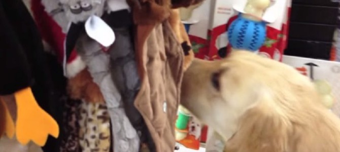 「なんでも選んでいいの？！」殺処分から救われた犬が、初めてのおもちゃ選びで戸惑う姿に涙。