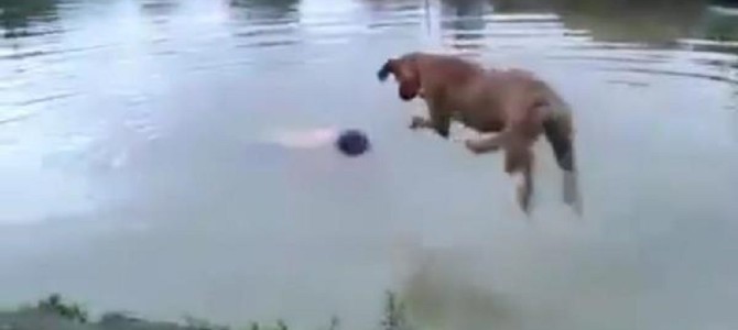 川で溺れている猫を犬が救助！その方法がナイス！