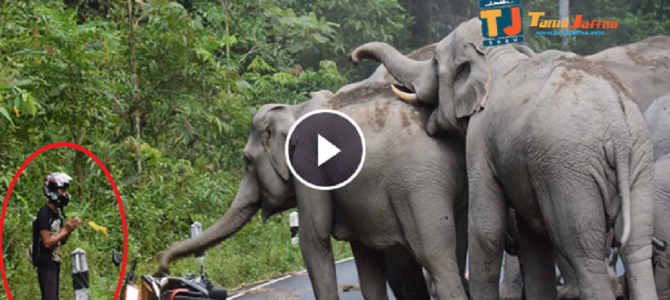 野生のゾウがなぜかライダーに大激怒！ライダー絶体絶命のピンチ！