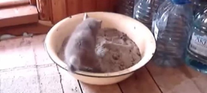 トイレの練習をする子猫の可愛すぎる失敗！！