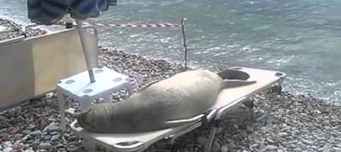 くつろぎすぎでしょwアザラシがビーチベッドでおっさんみたいになってたw