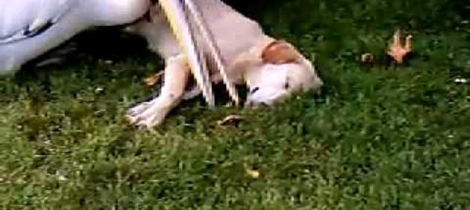 衝撃！寝ている犬を食べようとするペリカン！！