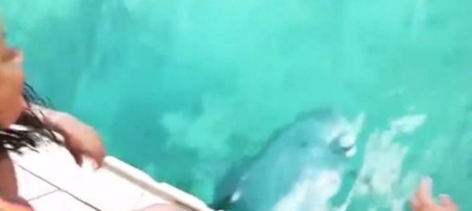 海にスマホを落としてしまった女性。なんと、野生のイルカがスマホを探して持ってきてくれた映像が世界中で話題に！