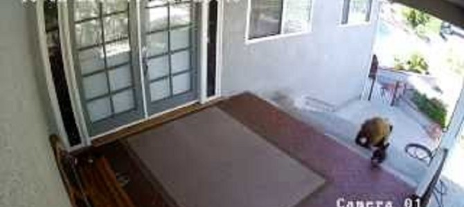 癒されるw民家に侵入した子グマとフレンチブルドッグの平和すぎる死闘！