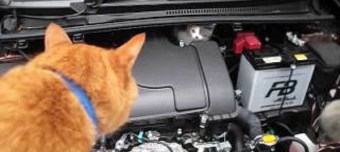 エンジンルームに子猫が！しかし、怯えて出て来ない。
