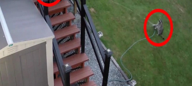 アニメみたいな展開w猫に追い出されたアライグマがスプリンクラーで仕返し！