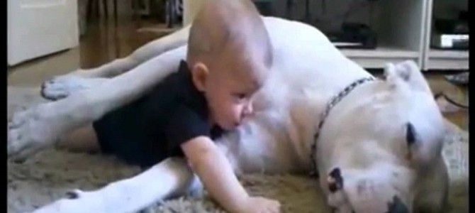 赤ちゃんとワンコの関係に『言葉はいらない』