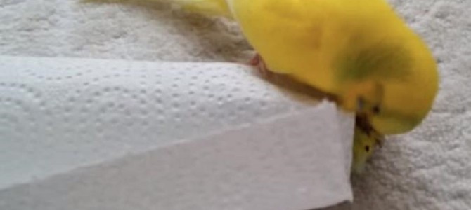 「逝かないで」亡くなった友を必死に奪い返そうとするインコの姿に涙が止まらない。