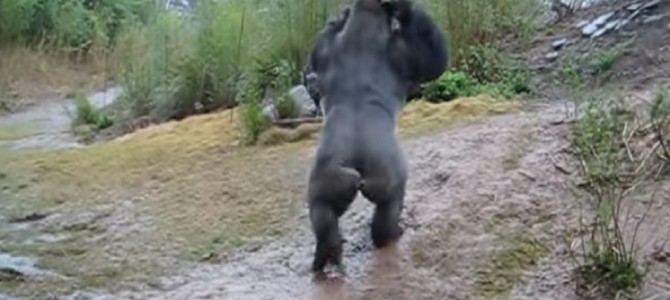 「ウホー、降ってる降ってる」雨に対するゴリさんの反応が人間すぎるw