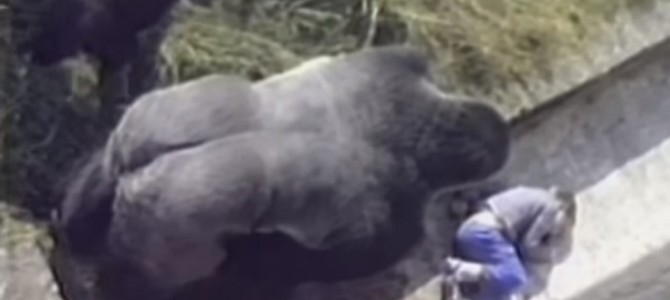 ゴリラの檻に落ちてしまった男の子を、他のゴリラから守るパパゴリラの優しさに惚れた！