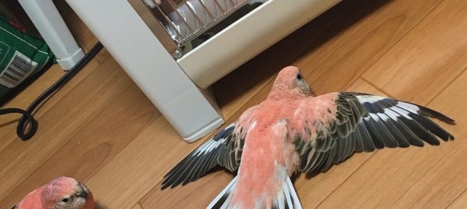 「もうここから動けねぇ…」暖房のありがたみを知ってしまった動物たち