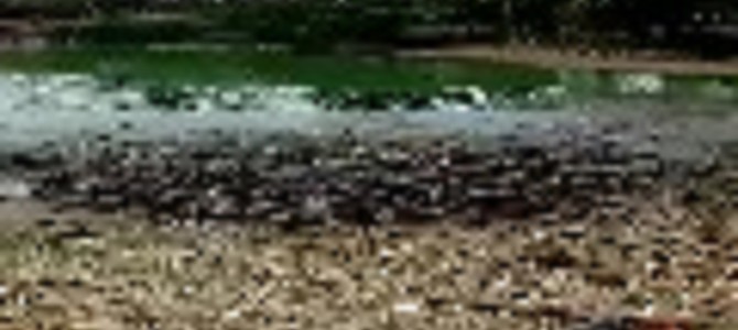 魚の大群がなんと陸に上がってエサに群がってきた！