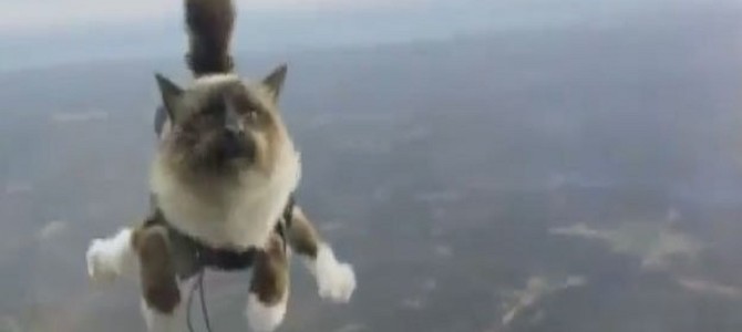 猫がスカイダイビングするCNNの超人気映像！