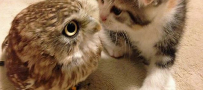 子猫と子フクロウ攻防戦が海外で話題に！