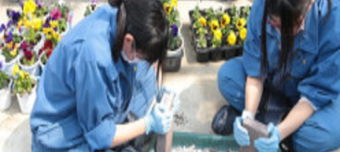 ごめんねと泣きながら骨を砕く女子高生が咲かせる世界で一番悲しい花