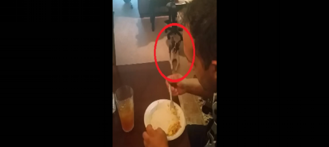 ん…？ご飯食べてたら、凄い見られてる気がするんだけど…