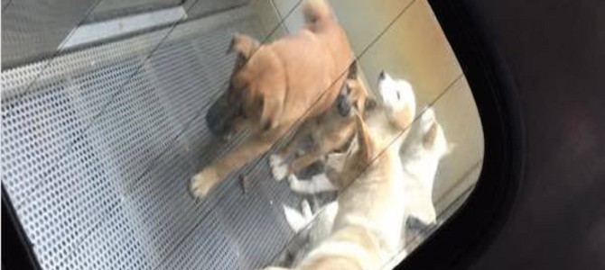 「処分された罪なき命」殺処分の現場から届いたリアルな現実に私達は目を背けてはいけない